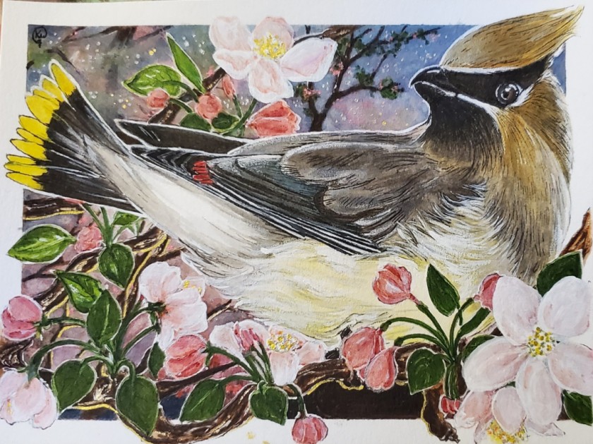 Cedar Waxwing on Crabapple 