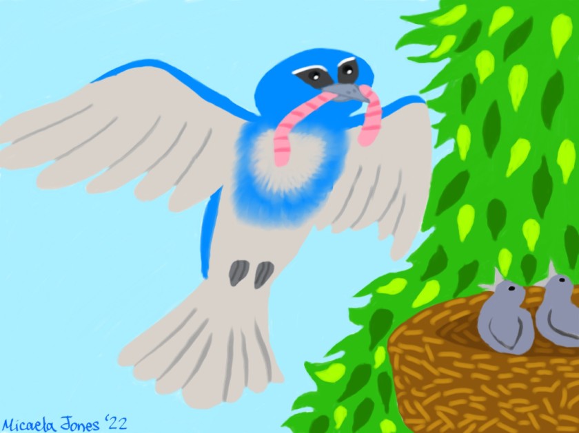 The Scrub Jays' First Spring - 2022