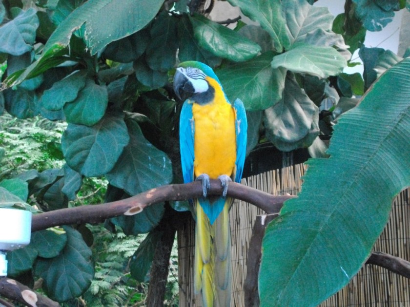 Blue Macaw - Living Planet Aquarium (2015)