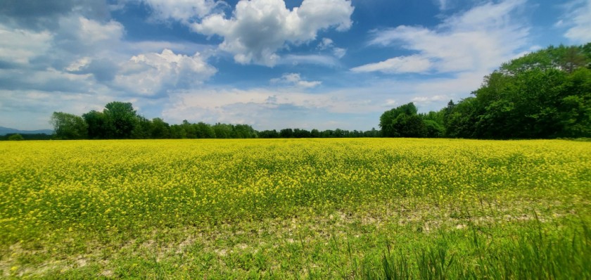 Wildflower Field