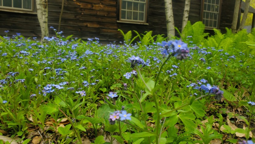 Forget-me-nots