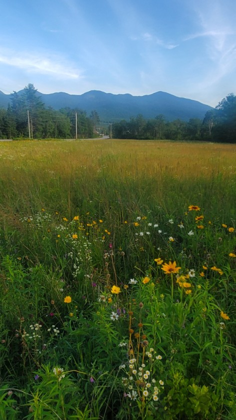 Franconia Sunbursts