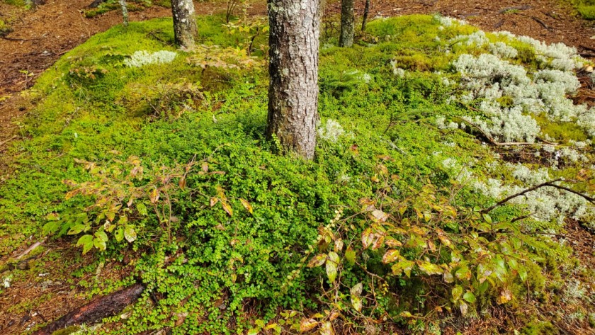 Alpine Forest Garden