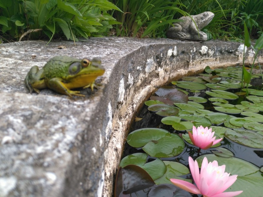 Posing Frogs