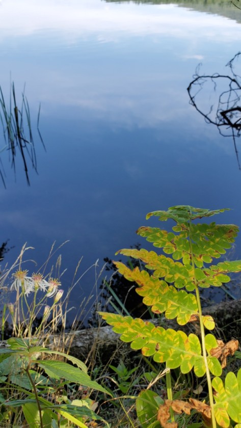 Late Summer Serenity