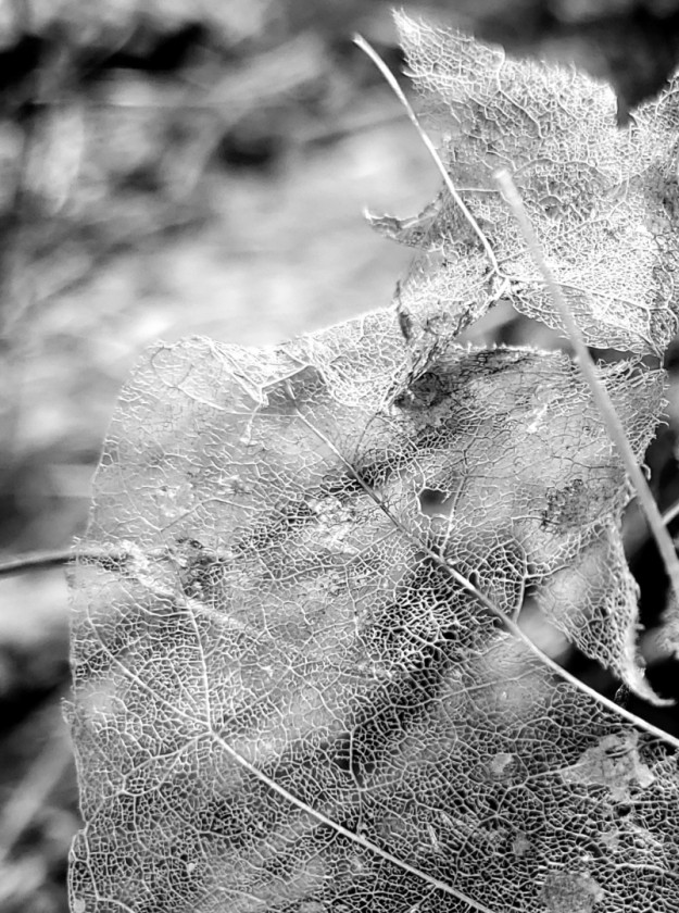 Invisible Leaf