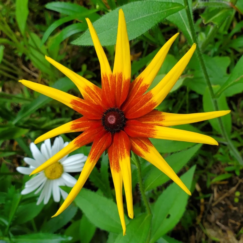 Showy Sunburst 