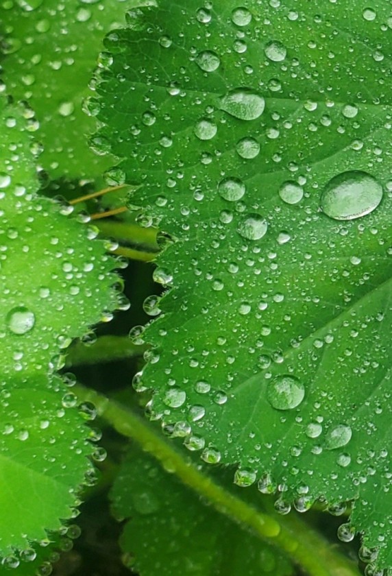 Jeweled Droplets