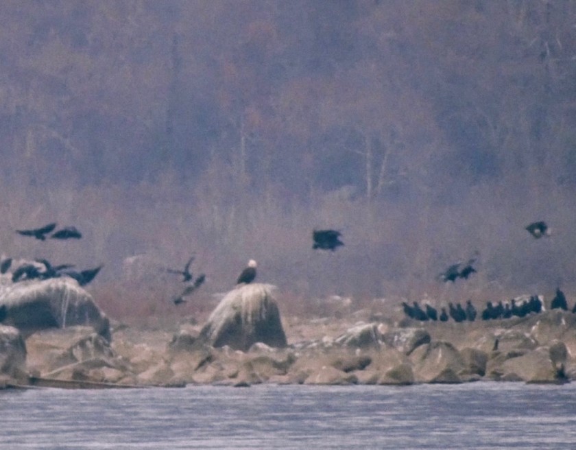 Eagle Amid the Scavengers