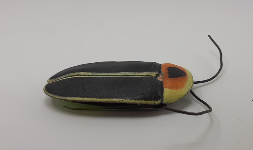 New Beginnings (Photinus pyralis – Big Dipper Firefly)