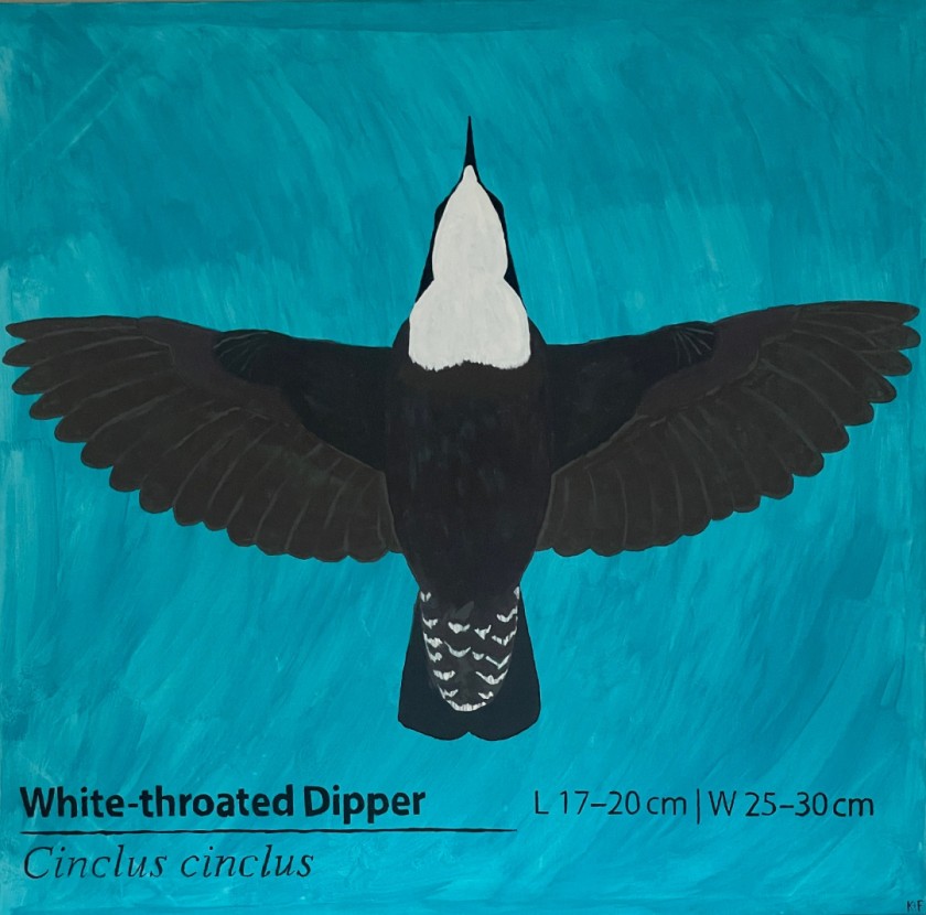 White-throated Dipper