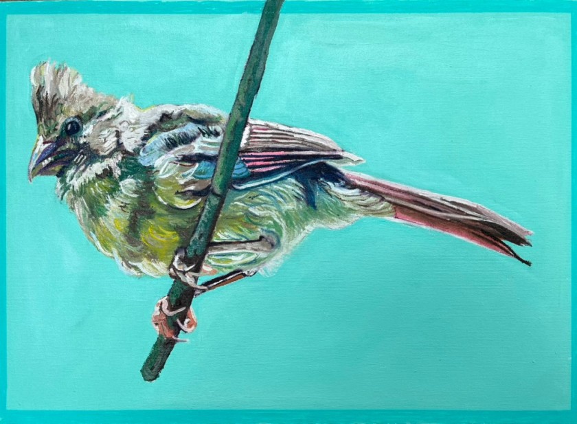 Female Cardinal on Teal