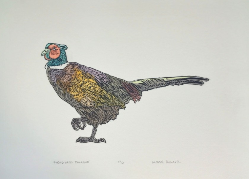 Ringed-neck Pheasant