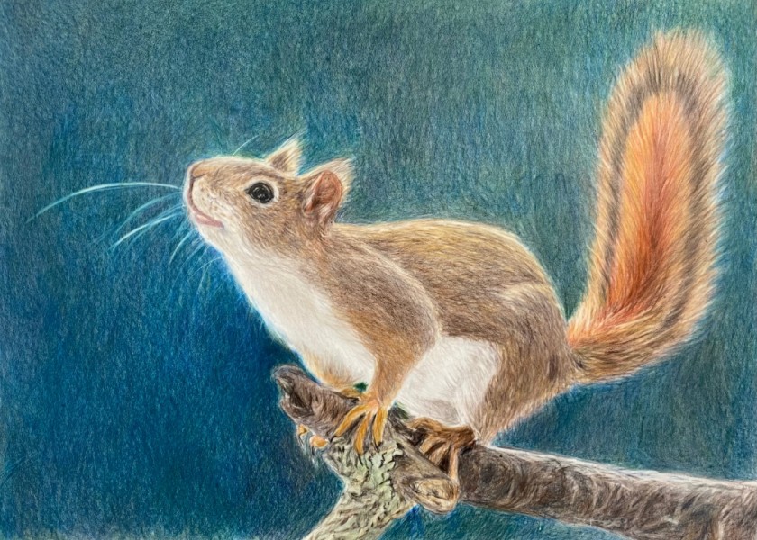 “Anticipation “ Squirrel 