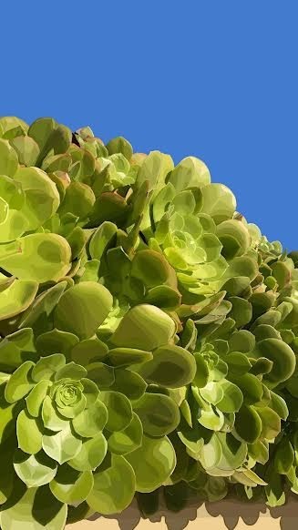 Succulents