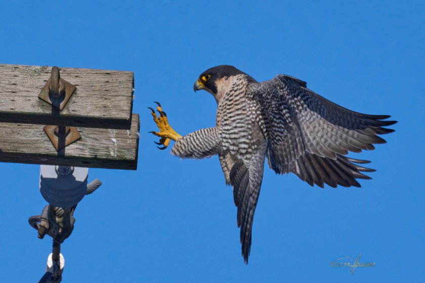 Peregrine Falcon - Brace for Impact