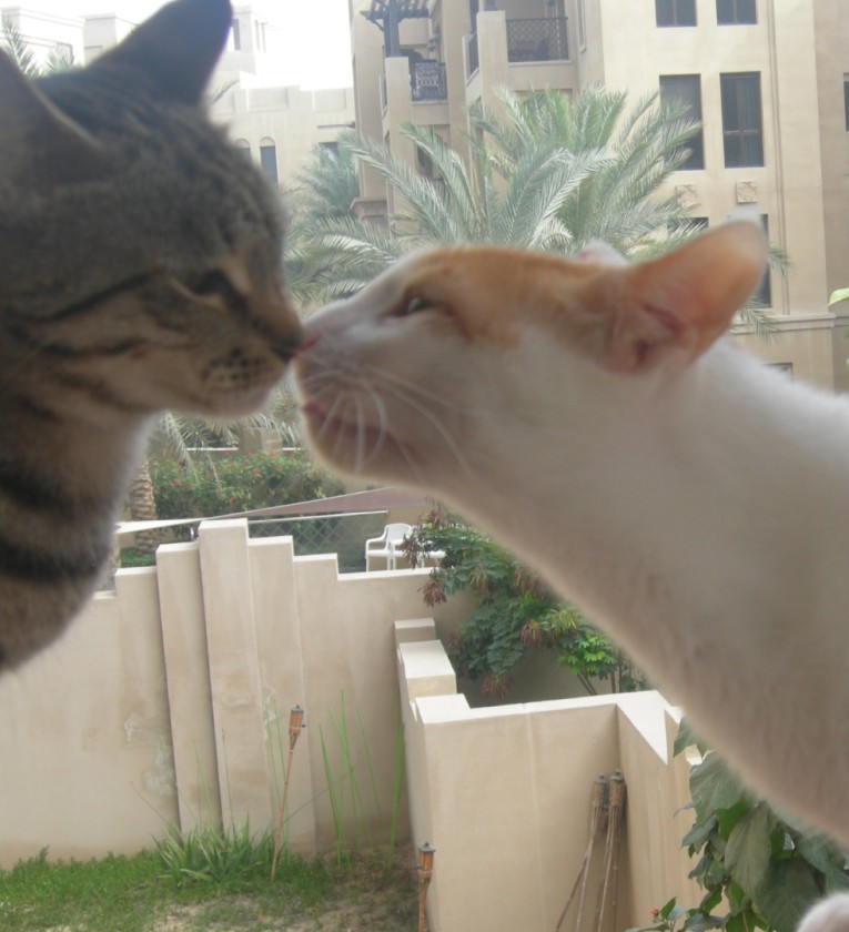 When the Domestic Meets Wild. Is it Love?