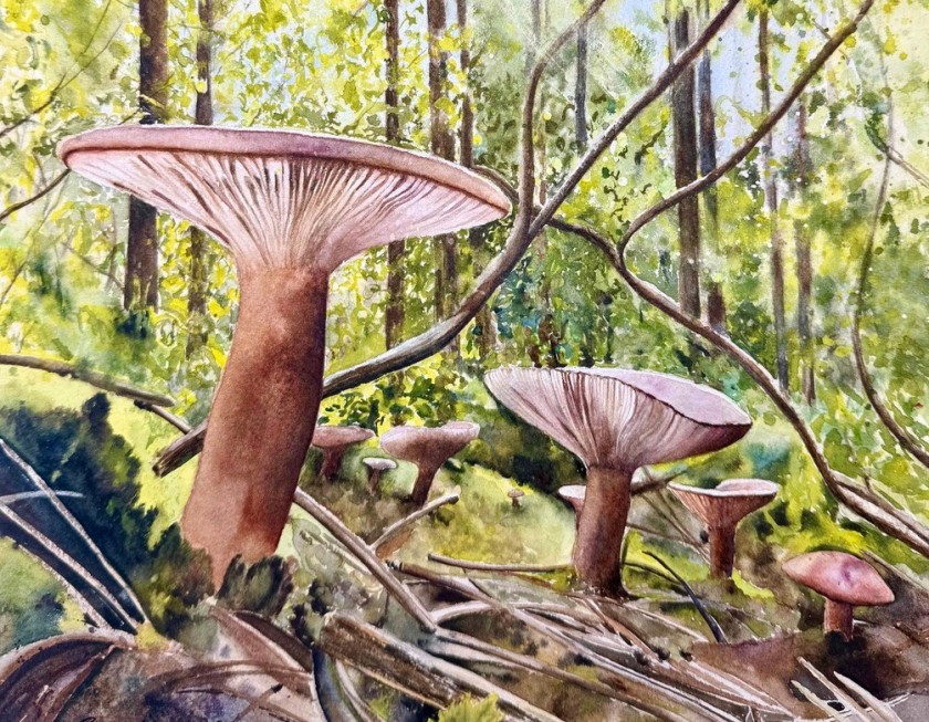 Forest Floor Gathering