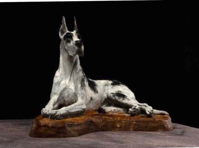 Great Dane Portrait 