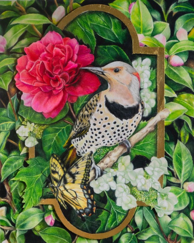 Northern Flicker & Camellia 