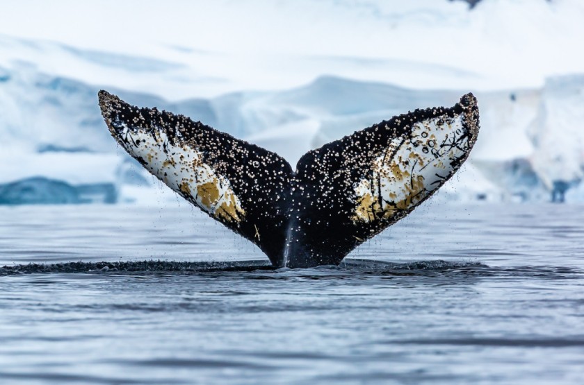 Whale Tail 2