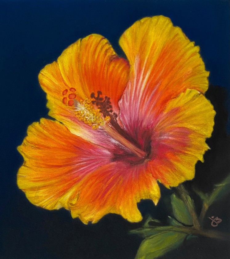 Just Another Hibiscus Showing Off