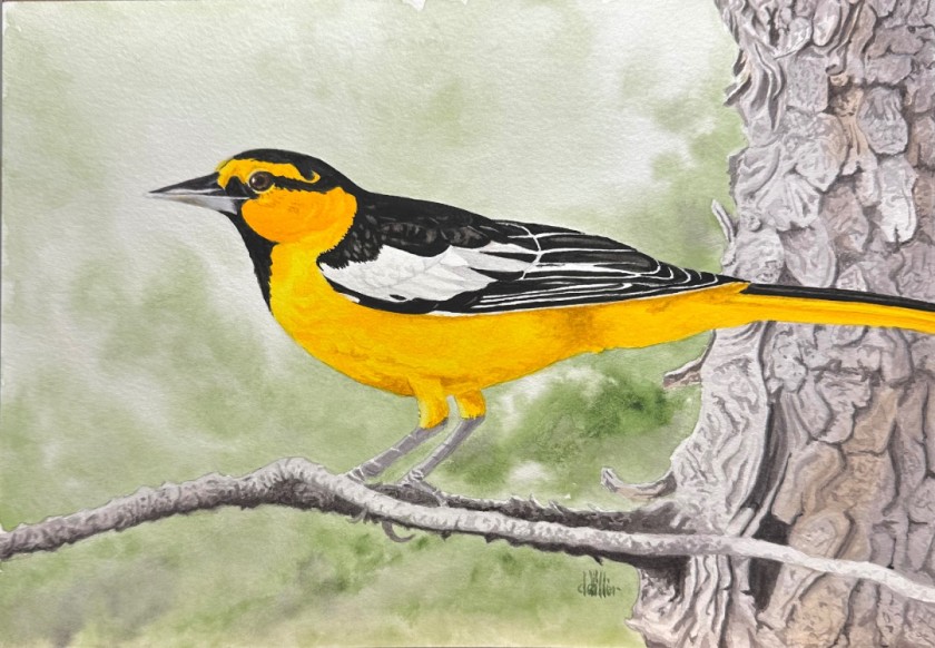 Bullock’s Oriole 