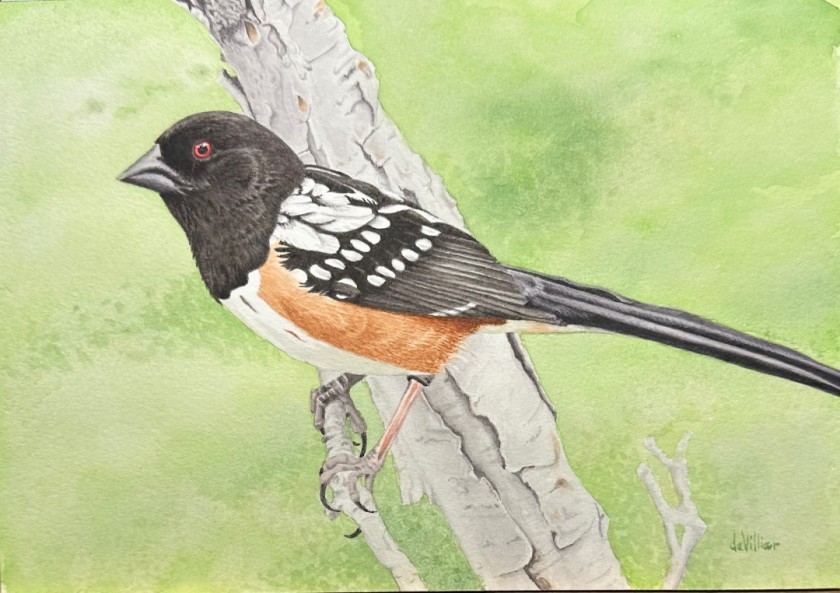 Rufous Sided Towhee