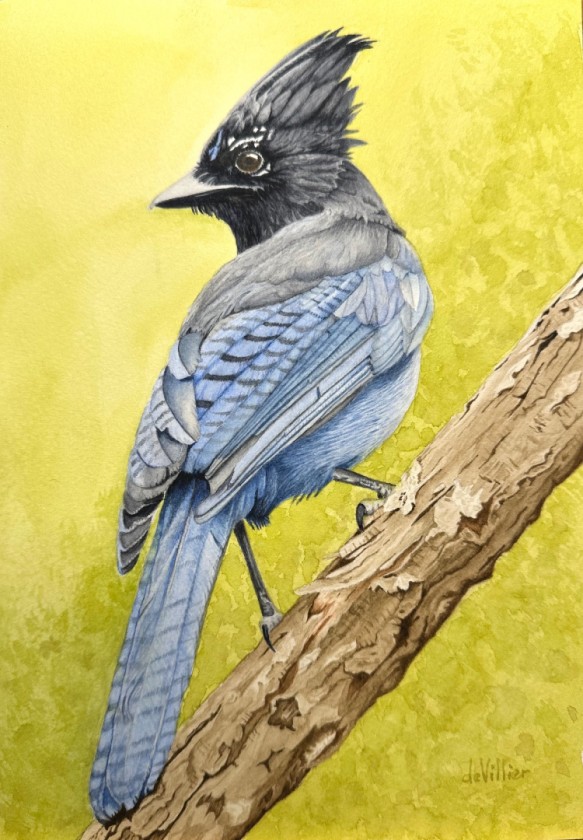 Stellar’s Jay 