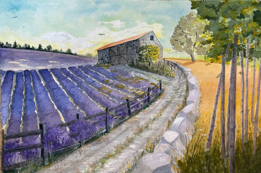 Lavender Fields