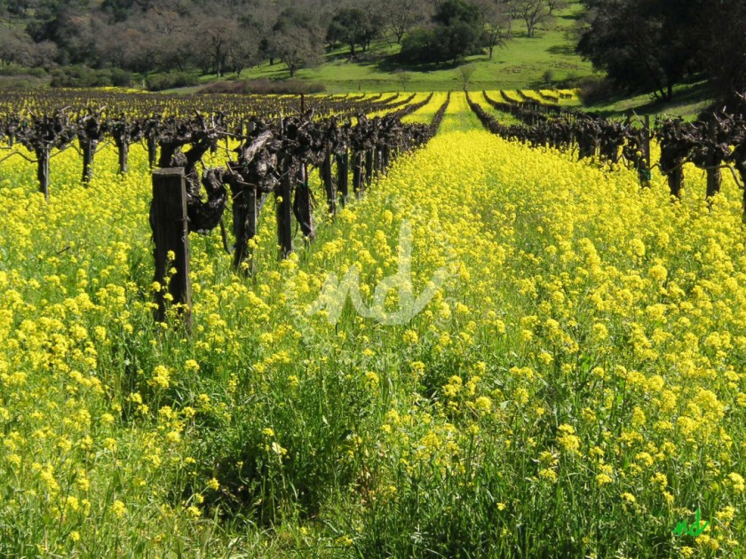 Sea of Yellow in Napa