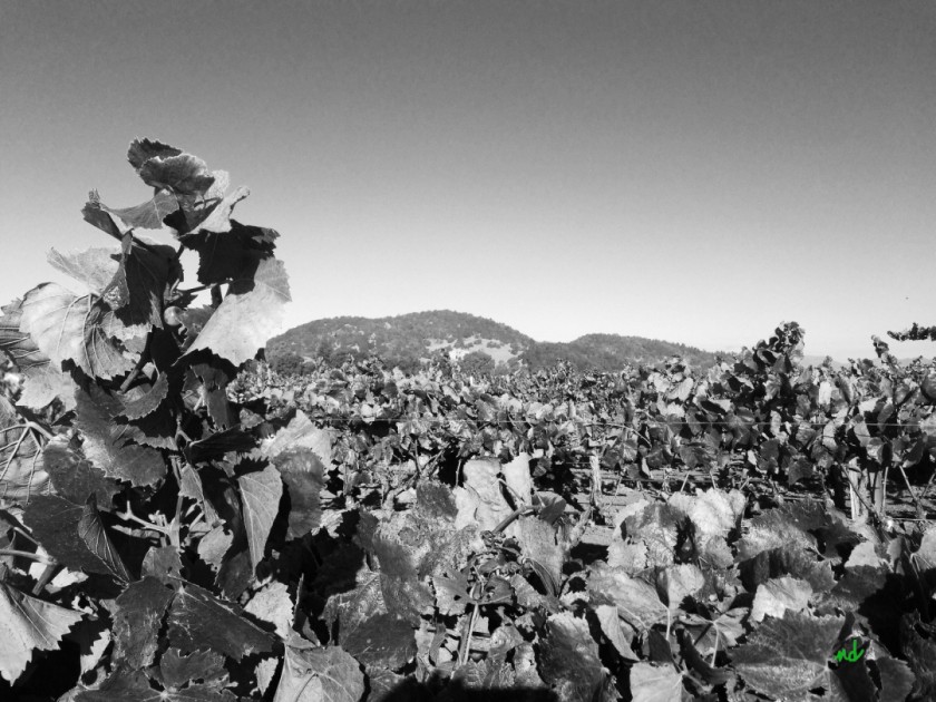 Yountville Vines