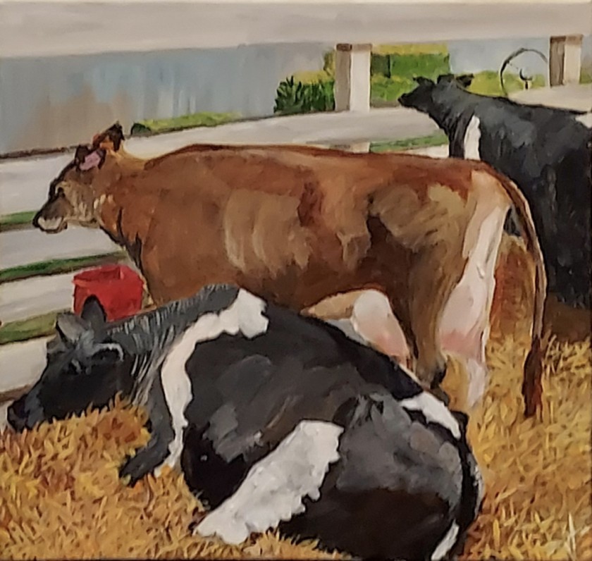 Dairy Cows at the Fair