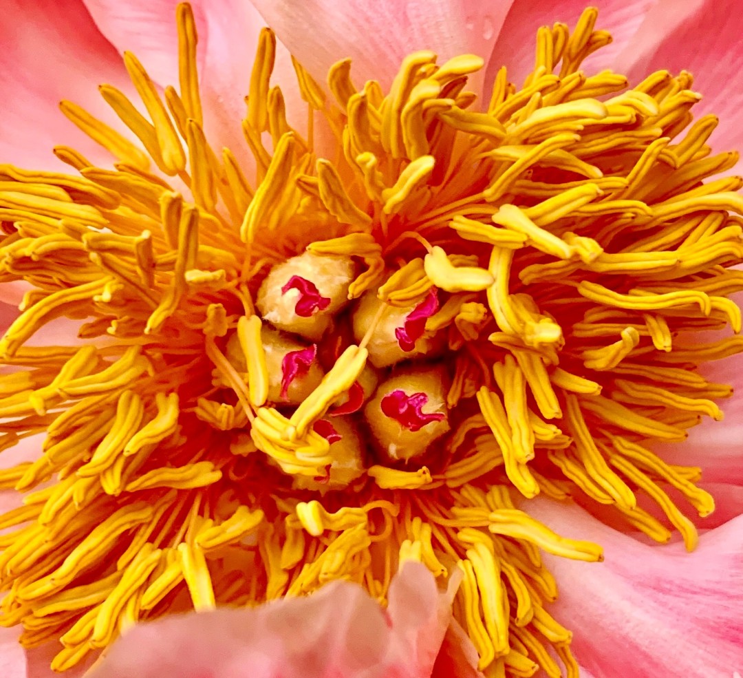 Pink & Yellow Flower - artwork by Susan Hillary:  Botanical, Photography Digital, MDF Panel
