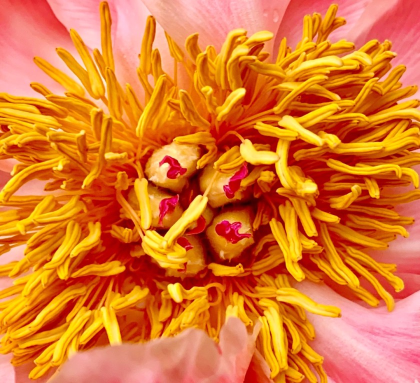 Pink & Yellow Flower
