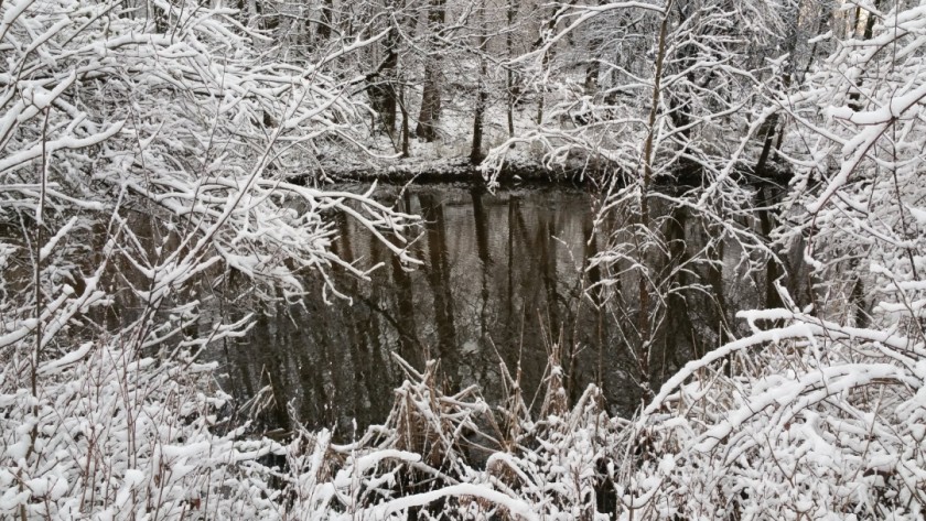 The Color of Winter