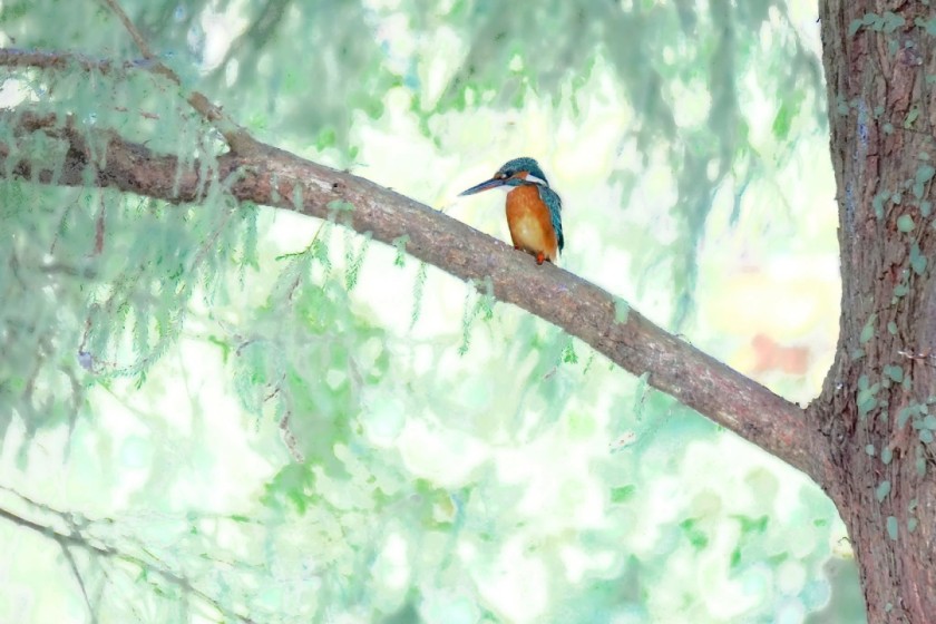 Kingfisher Reverie