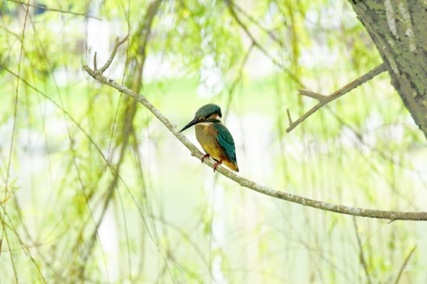 Emerald Stillness