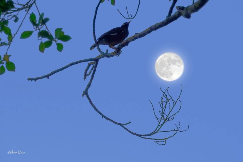 Nocturne on a Silver Branch
