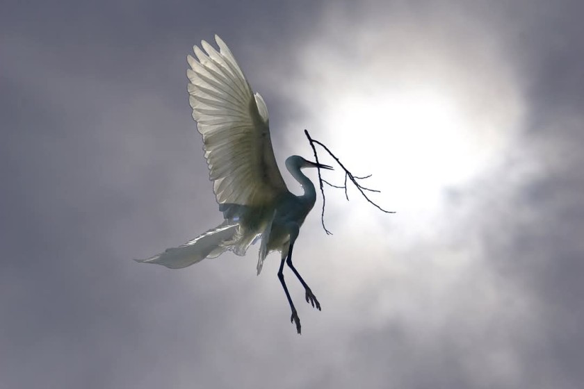 Icarus
