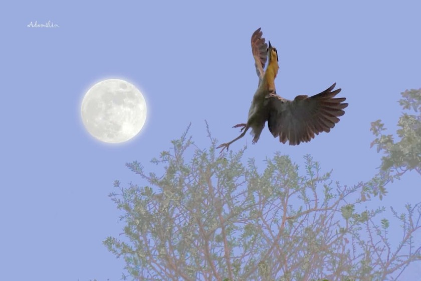 Moonrise Reverie