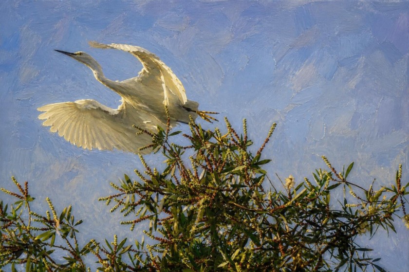 Ascension of Light