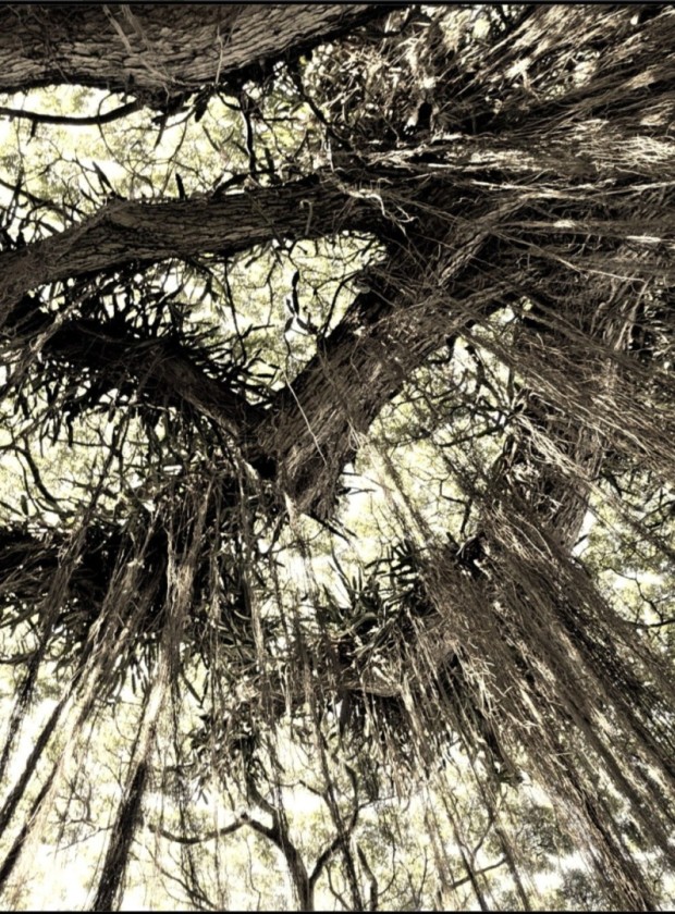 Nature's Geometric Shadows and Designs