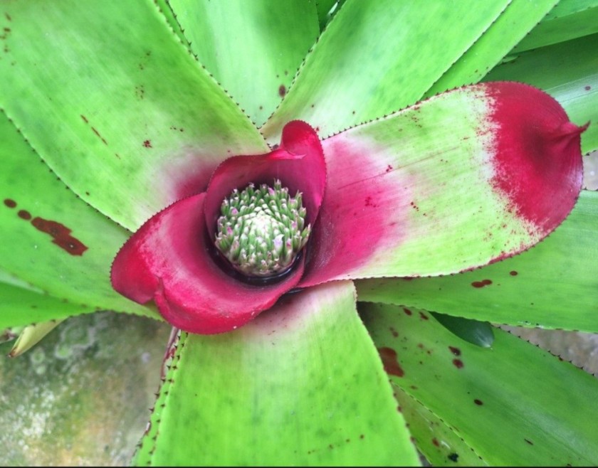 Nature vs. Nuture: Plants reflecting their shared genetic heritage