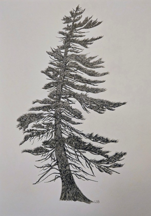 White Pine