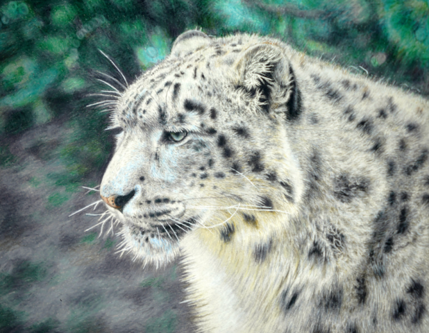 Snow Leopard