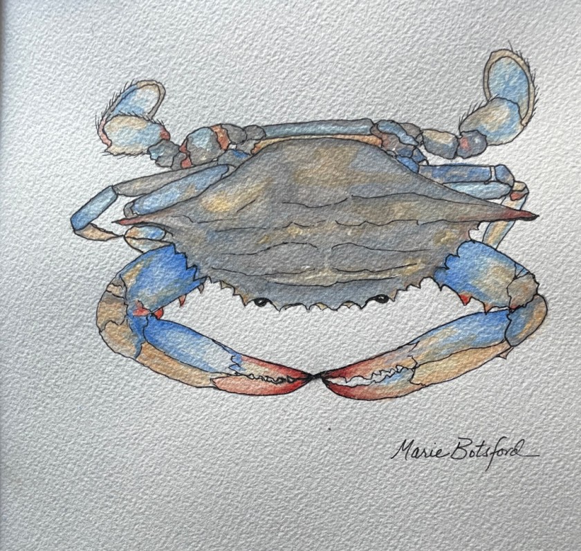 Blue Crab