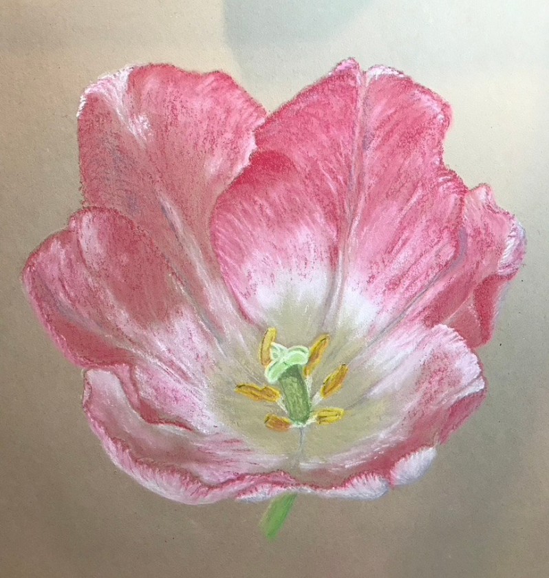 Pink Tulip