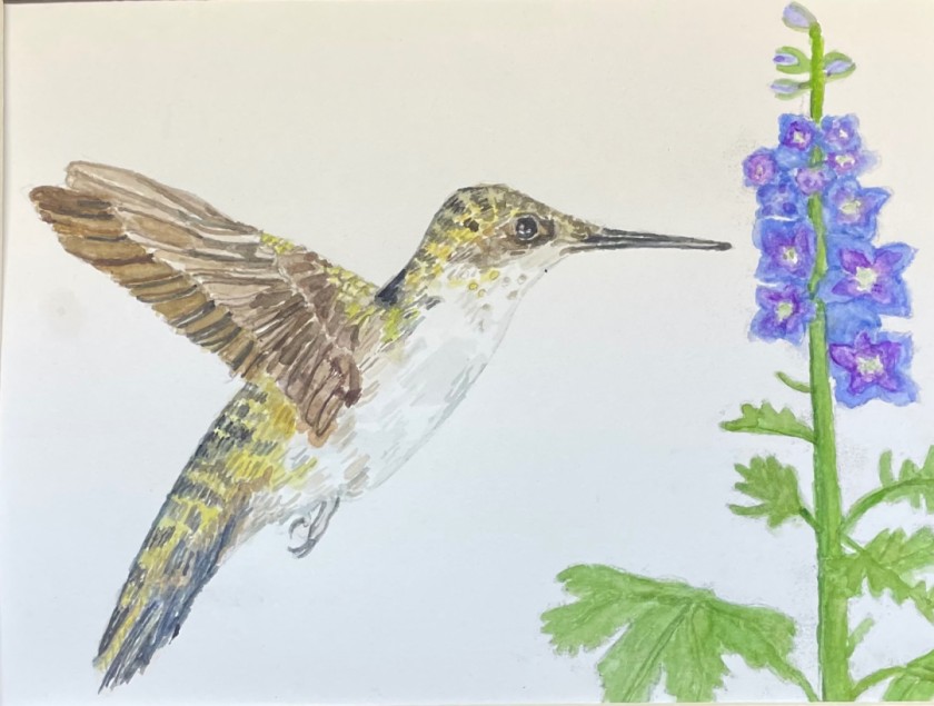 Humming Bird