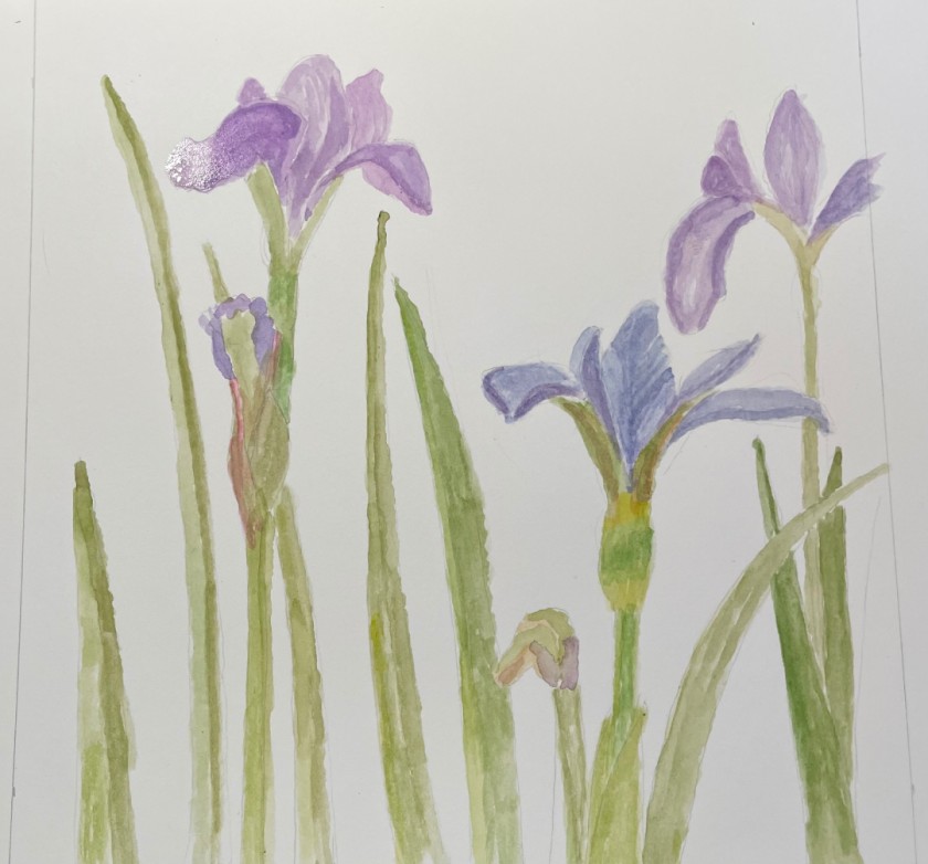 Irises